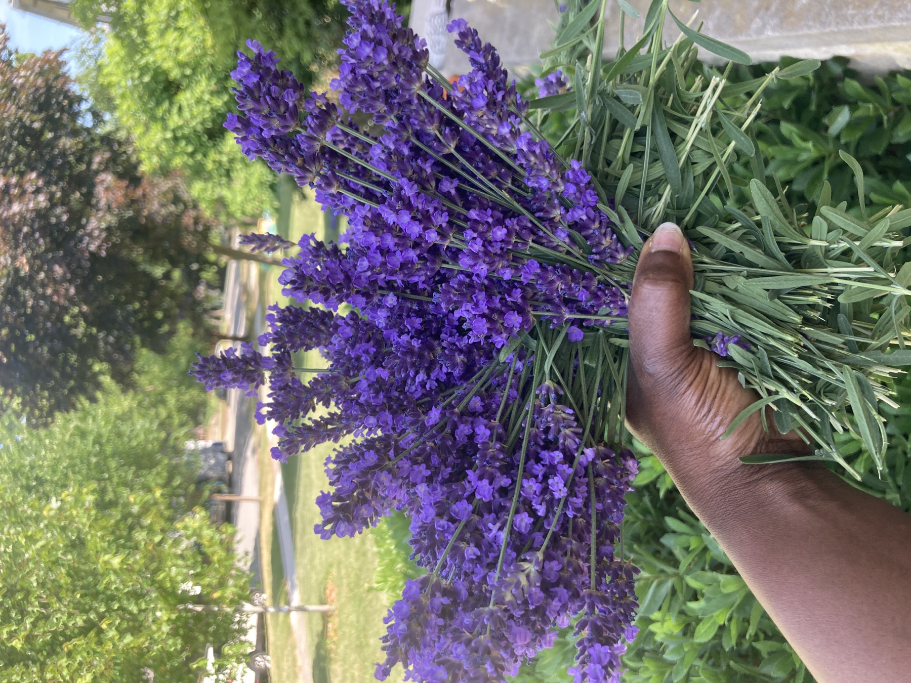 Fresh lavender gathered from the garden
